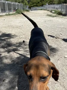 Adopt Kim