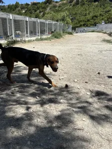 Adoptionsprofil für Kim
