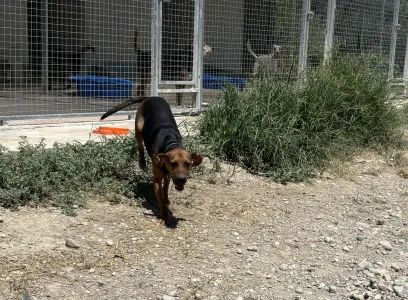 Adopt Kim