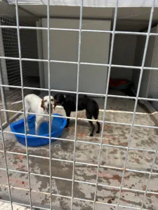 Adopt Locky