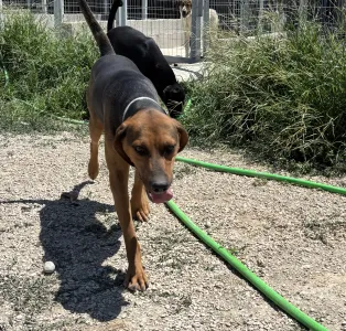 Adopt Kim