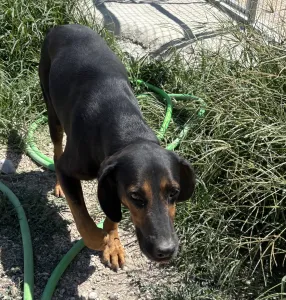 Adopt Johny