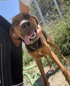Adopt Kim