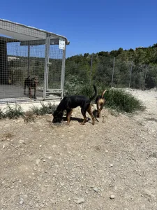 Adopt Johny
