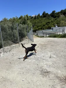 Adopt Johny