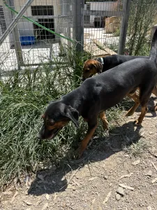 Adopt Johny