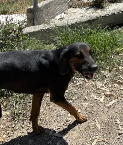 Adopt Johny