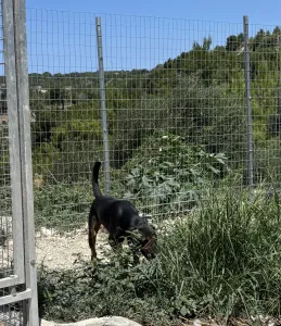 Adopt Johny