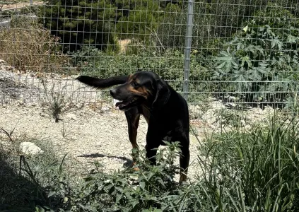 Adopt Johny