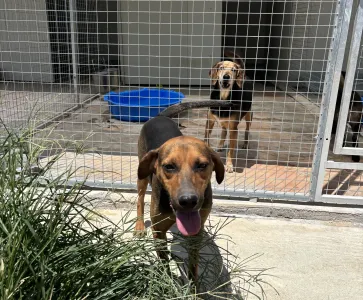 Adopt Kim