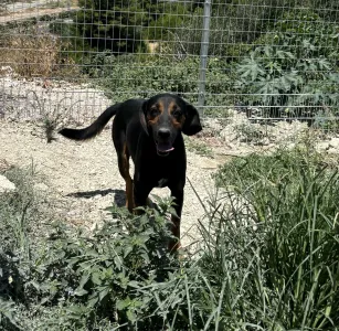Adopt Johny