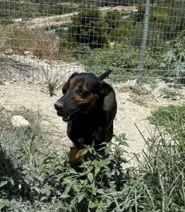 Adopt Johny