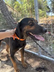 Adopt Johny