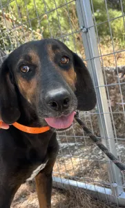 Adopt Johny