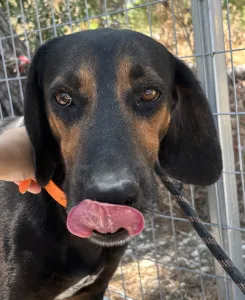 Adoptionsprofil für Johny