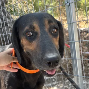 Adopt Johny