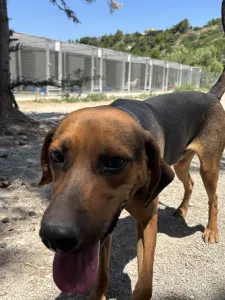 Adopt Kim