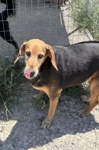 Adoptionsprofil für Orestis