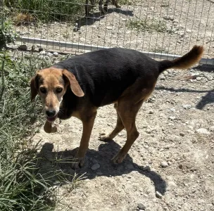 Adoptie hond Orestis