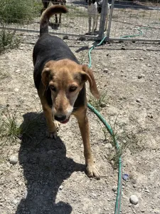 Adoptie hond Orestis