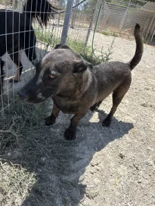 Hund Makis adoptieren