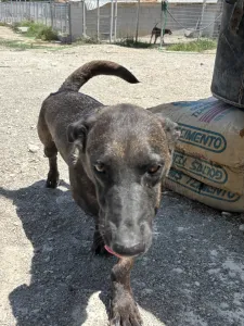 Hund Makis adoptieren