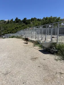 Adoptie hond Orestis