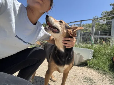 Adoptionsprofil für Faidra