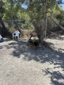 Adopt Faidra