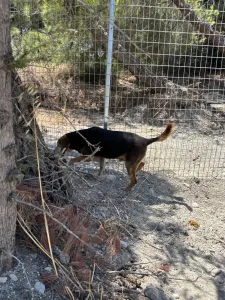 Adopt Faidra