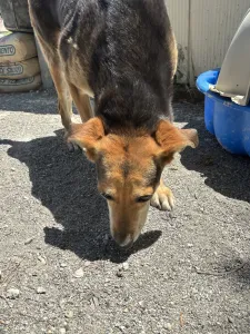 Adopt Faidra