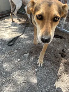 Adopt Faidra