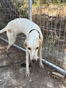 Adoptionsprofil für Critstiano