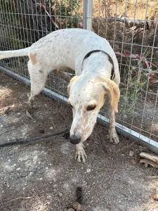 Adoptie hond Critstiano
