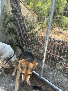 Adopt Faidra