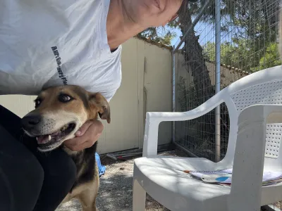 Adopt Faidra