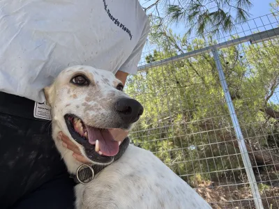Adoptie hond Critstiano