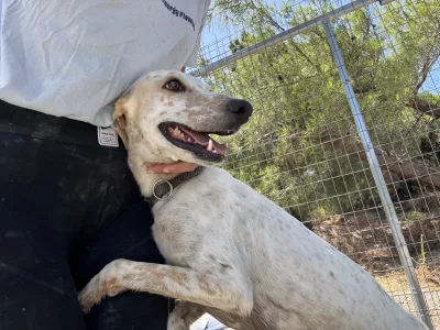 Adoptie hond Critstiano