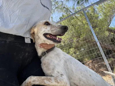 Adoptie hond Critstiano