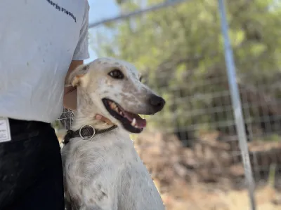 Adoptie hond Critstiano