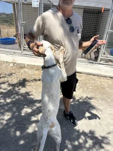 Adoptie hond Critstiano
