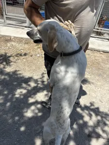 Adoptie hond Critstiano