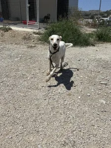 Adoptie hond Critstiano