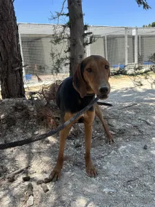 Hund Koula adoptieren