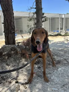 Hund Koula adoptieren
