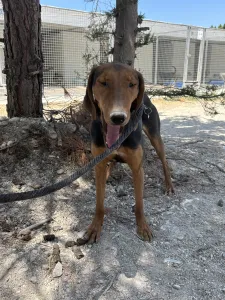 Hund Koula adoptieren
