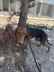 Hund Koula adoptieren