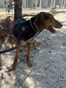Hund Koula adoptieren