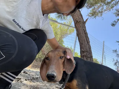 Hund Koula adoptieren