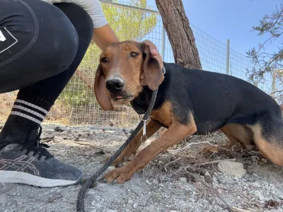 Hund Koula adoptieren